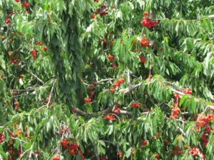 קטיף דובדבנים בישראל 2025 🍒 – המדריך לפי אזורים